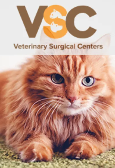 Valley Surgery Center Logo with cat laying on the carpet